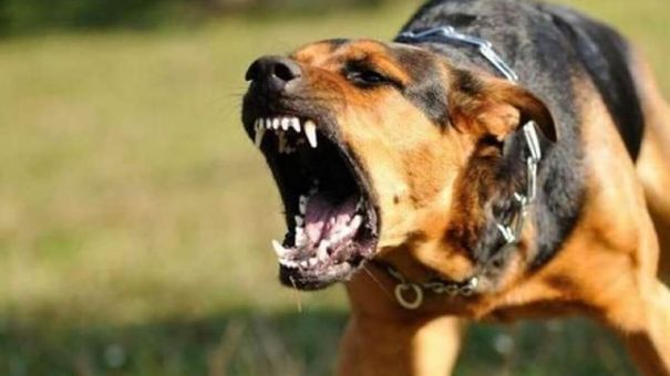 Cậu Bé Bị Chó Dại Đang Xích Cắn Nát Chân