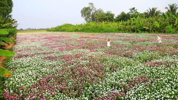 'Rừng' Hoa Dừa Cạn Tại Cần Thơ Thu Hút Nhiều Người Đến 'Sống Ảo'
