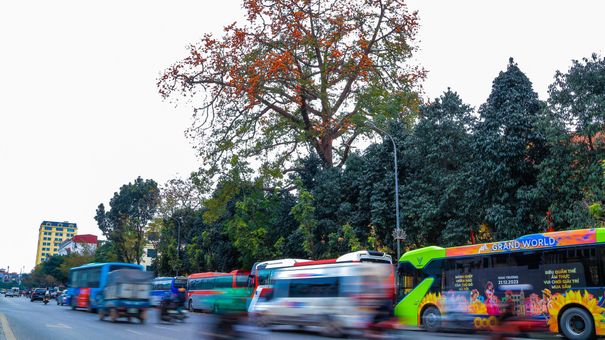 Những Điểm Check-in Hoa Gạo Đỏ Trong Lòng Hà Nội