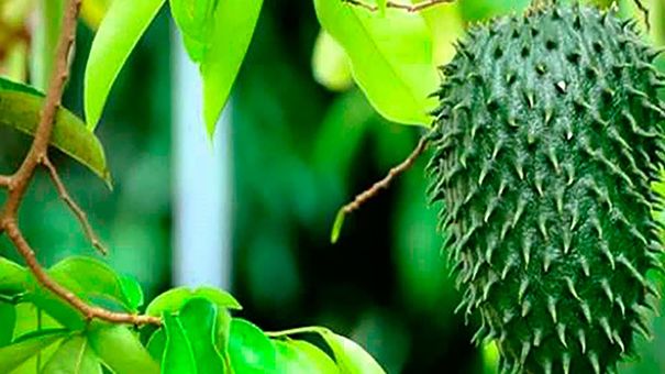 Triệu đồng gói trà và lá mãng cầu Việt bán trên Amazon