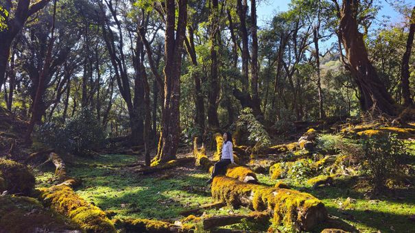 Đỉnh Sa Mu Sơn La - Điểm Trekking Với Vẻ Đẹp Ấn Tượng