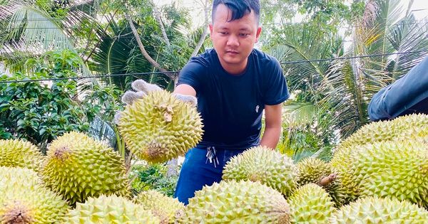 Vì sao giá sầu riêng rớt mạnh?