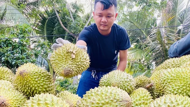 Vì sao giá sầu riêng rớt mạnh?