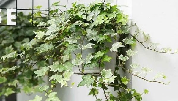 6 cây cảnh lọc khí, tài lộc cho ngôi nhà bạn