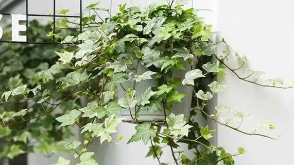 6 cây cảnh lọc khí, tài lộc cho ngôi nhà bạn