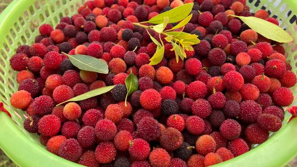 Mùa Thanh Mai Đã Đến Huyện Đảo Vân Đồn