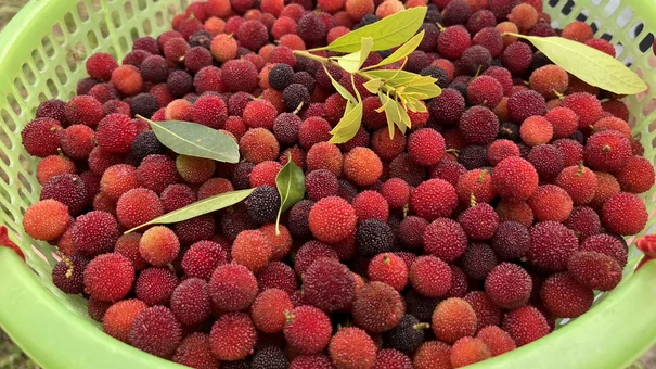 Mùa Thanh Mai Đã Đến Huyện Đảo Vân Đồn
