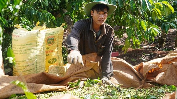 Cà phê sốt giá, nông dân tiếc vì bán sớm
