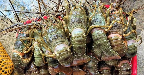 Phát hiện 60.000 con tôm hùm giống nhập lậu qua sân bay Đà Nẵng