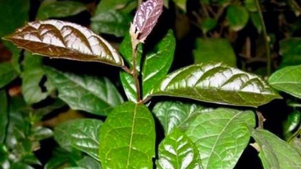 Cách dùng xạ đen để tốt cho sức khỏe