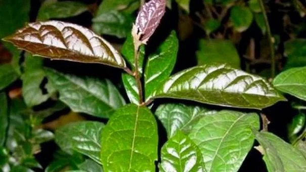 Cách dùng xạ đen để tốt cho sức khỏe
