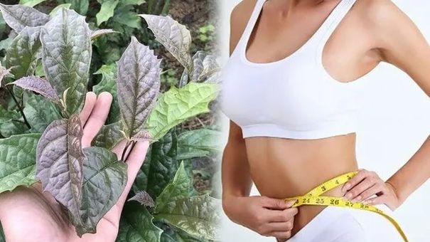 Uống xạ đen có giảm cân không?