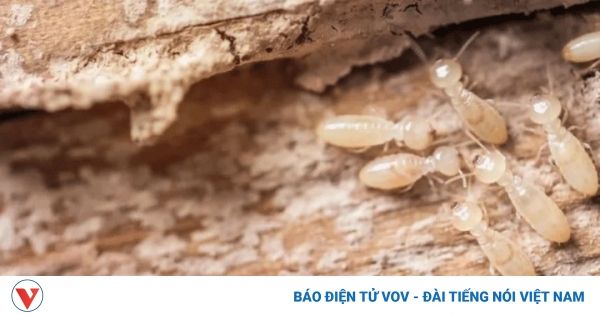 Làm thế nào để diệt mối?