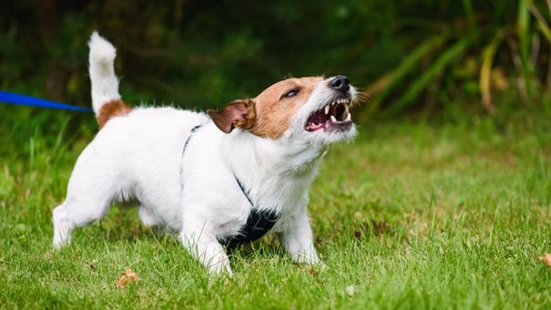 Cách Sơ Cứu Khi Bị Chó, Mèo Cắn Để Phòng Bệnh Dại