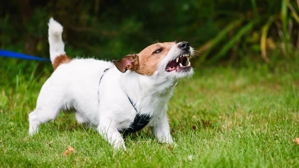 Cách Sơ Cứu Khi Bị Chó, Mèo Cắn Để Phòng Bệnh Dại