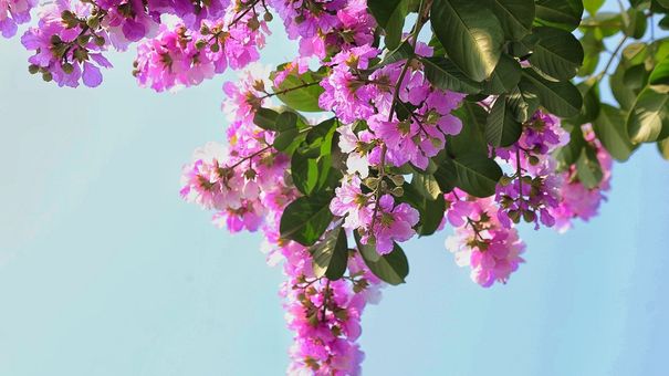 Công dụng chữa bệnh của hoa bằng lăng