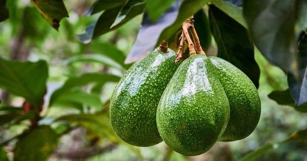 Có 1 loại quả giúp làm trắng da và chống oxy hóa cực hiệu quả: Uống hàng ngày hay đắp mặt nạ đều tốt