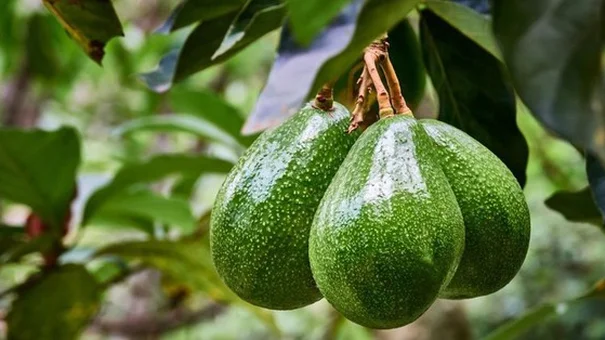 Có 1 loại quả giúp làm trắng da và chống oxy hóa cực hiệu quả: Uống hàng ngày hay đắp mặt nạ đều tốt