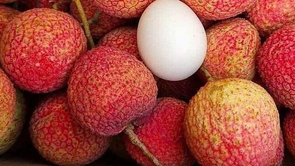 240.000 đồng một kg vải trứng Hưng Yên