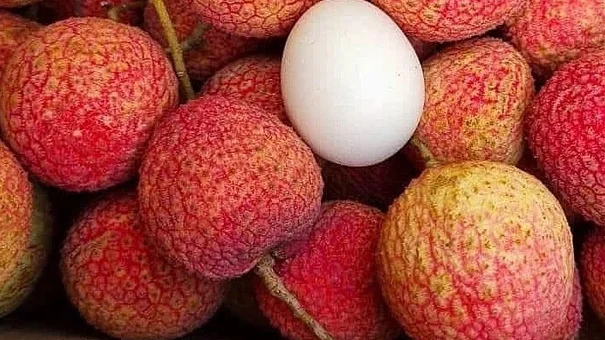 240.000 đồng một kg vải trứng Hưng Yên