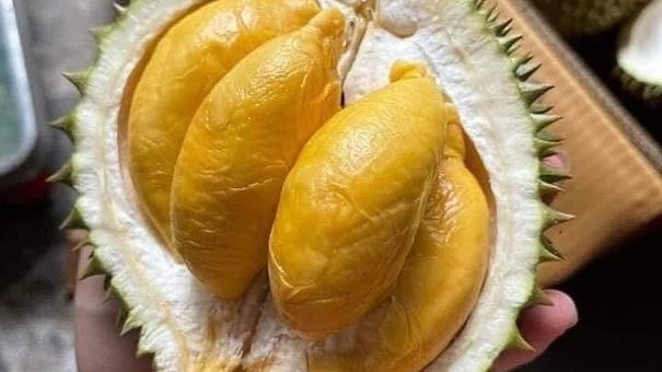 Sầu riêng mini Thái Lan giá rẻ vào Việt Nam