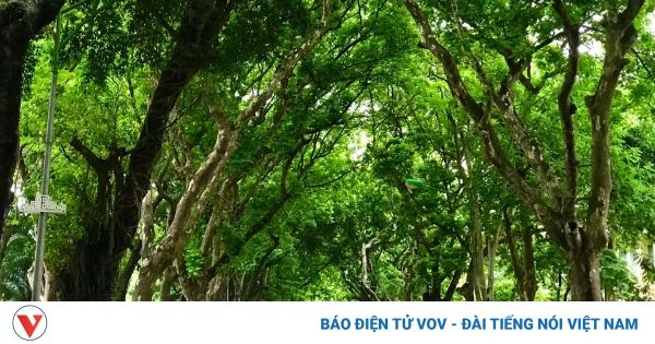 Hàng cây 'mê hoặc' của mùa Hạ