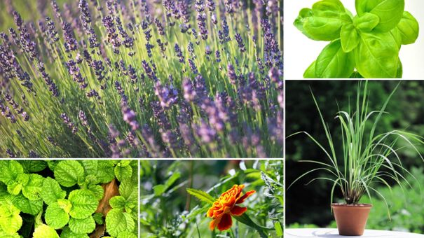 Trồng 5 loại cây này trong nhà vừa thơm vừa hết sạch muỗi