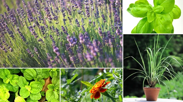 Trồng 5 loại cây này trong nhà vừa thơm vừa hết sạch muỗi