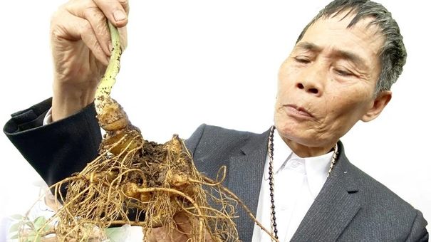 Sớm đưa sâm Việt thành ngành hàng tỉ USD