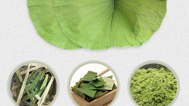 Ai không nên uống trà lá sen để giảm cân?