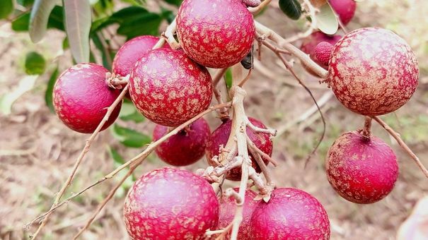 130.000 đồng một kg nhãn xuồng tím
