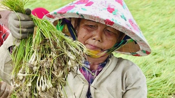 Miền Tây trúng củ kiệu đầu mùa, lại thêm trúng giá