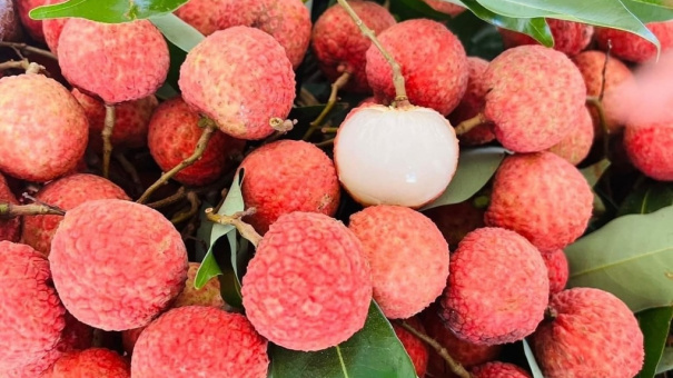 Lùng mua vải thiều cuối vụ bất chấp giá cao
