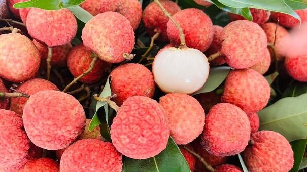 Lùng mua vải thiều cuối vụ bất chấp giá cao