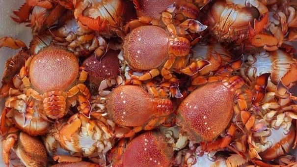 Cua huỳnh đế mini từ đảo Phú Quý giá siêu rẻ