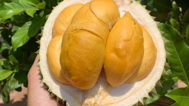 'Sầu riêng đắt nhất Việt Nam' rớt giá mạnh