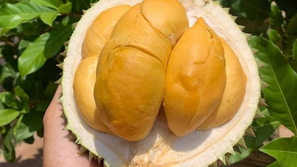'Sầu riêng đắt nhất Việt Nam' rớt giá mạnh