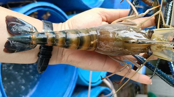 Giá tôm càng xanh xuống đáy còn 100.000 đồng một kg