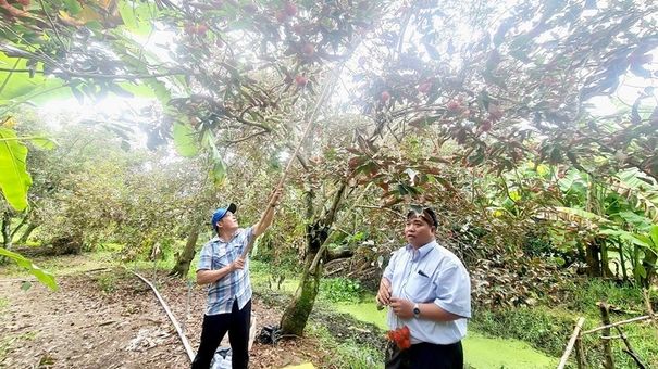Du lịch vườn trái và đắng lòng... ăn trái cây xứ khác