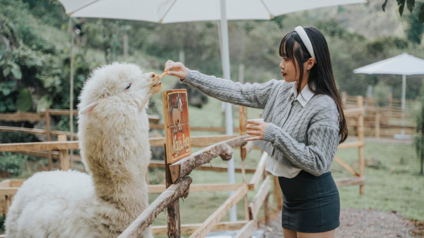 Thăm Lạc Đà Alpaca Tại Trang Trại Hoa Vàng Mộc Châu