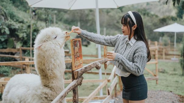 Thăm Lạc Đà Alpaca Tại Trang Trại Hoa Vàng Mộc Châu