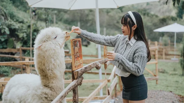 Thăm Lạc Đà Alpaca Tại Trang Trại Hoa Vàng Mộc Châu