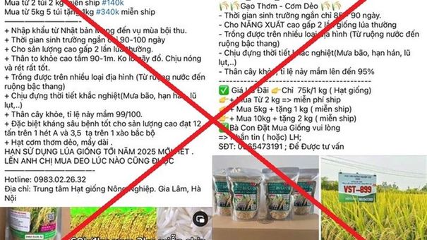 Nhóm Đối Tượng Lừa Đảo Gần 8 Tỷ Đồng Núp Bóng Bán Lúa Giống Lạ