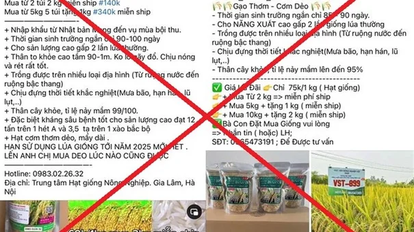 Nhóm Đối Tượng Lừa Đảo Gần 8 Tỷ Đồng Núp Bóng Bán Lúa Giống Lạ
