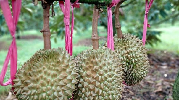 Sầu riêng chính vụ tăng giá mạnh