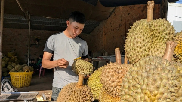 Sầu riêng sượng vì mưa kéo dài, giá rớt còn 20.000 - 30.000 đồng/kg