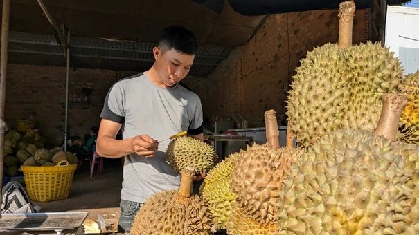 Sầu riêng sượng vì mưa kéo dài, giá rớt còn 20.000 - 30.000 đồng/kg