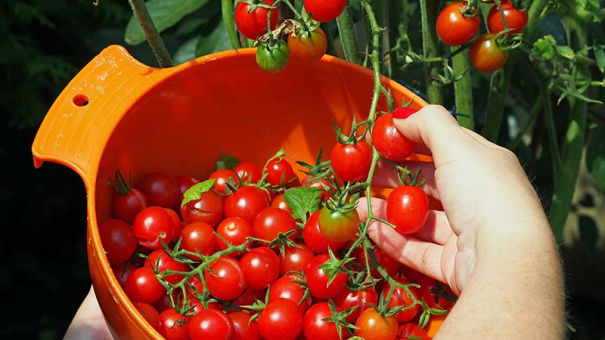 Những Loại Quả Giúp Giảm Mỡ, Eo Thon Cực Ngon Miệng