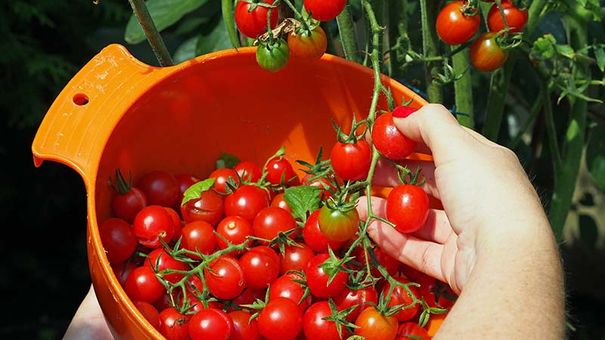 Những Loại Quả Giúp Giảm Mỡ, Eo Thon Cực Ngon Miệng