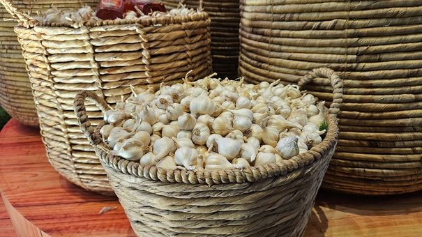 Người trồng tỏi Lý Sơn 'được mùa, được giá'